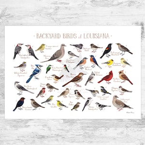 Guía de campo de aves de patio trasero de Luisiana Impresión artística / Impresión de pintura en acuarela / Arte mural de observación de aves / Impresión de naturaleza / Póster de aves