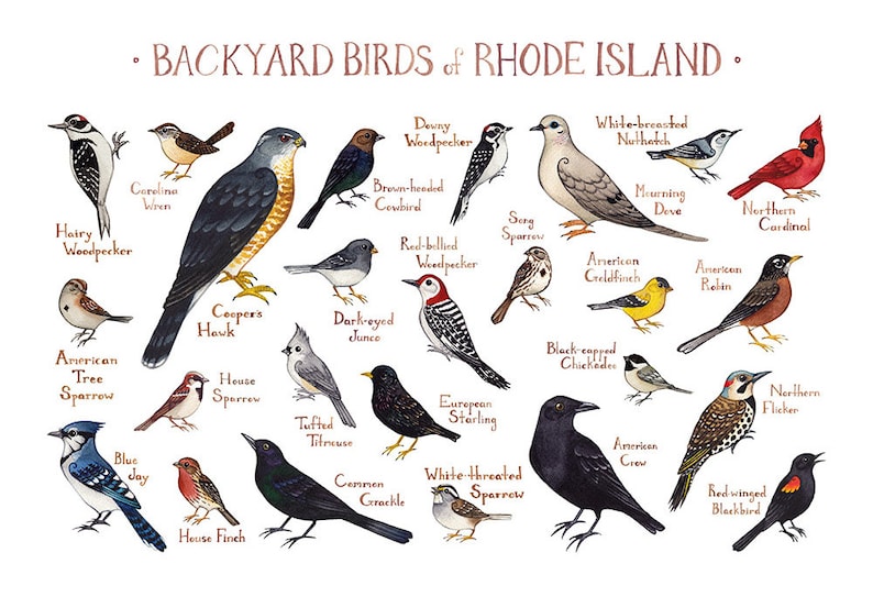 Rhode Island Backyard Birds Field Guide Art Print / Watercolor Etsy
