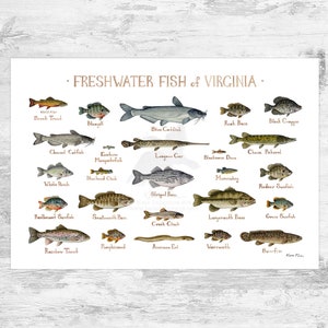Virginia Freshwater Fish Field Guide Art Print / Fish Nature Study Poster