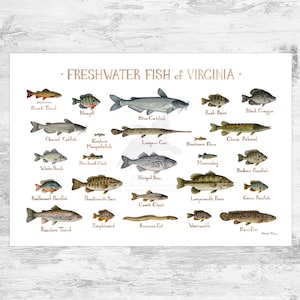Impression d'art guide de terrain sur les poissons d'eau douce de Virginie/affiche d'étude de la nature des poissons