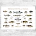 see more listings in the Empreintes de poissons d’eau douce section