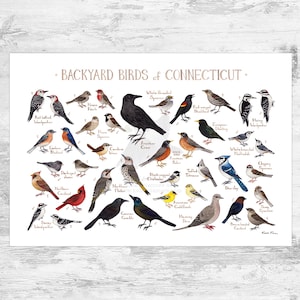 Connecticut Backyard Birds Field Guide Art Print / Watercolor Painting Print / Birdwatching Wall Art / Nature Print / Bird Poster