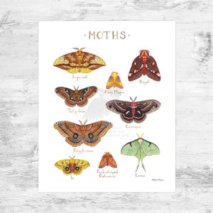 May include: A watercolor illustration of ten different types of moths, including the Imperial Moth, Regal Moth, Cecropia Moth, Luna Moth, and Polyphemus Moth. Each moth is labeled with its name.