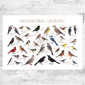 Guía de campo de aves de patio trasero de Nebraska Impresión artística / Impresión de pintura de acuarela / Arte mural de observación de aves / Impresión de naturaleza / Póster de aves