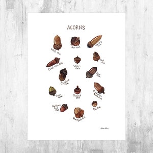 Acorns Field Guide Art Print  / Watercolor Painting / Wall Art / Nature Print