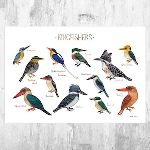 Impresión artística de la guía de campo del martín pescador / Póster de aves ornitológicas