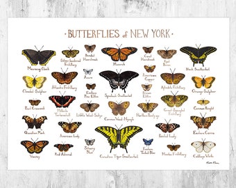 New York Butterflies Field Guide Art Print / Butterfly Poster / Watercolor Painting / Wall Art / Nature Print