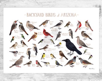 Arizona Backyard Birds Field Guide Art Print / Watercolor Painting Print / Birdwatching Wall Art / Nature Print / Bird Poster