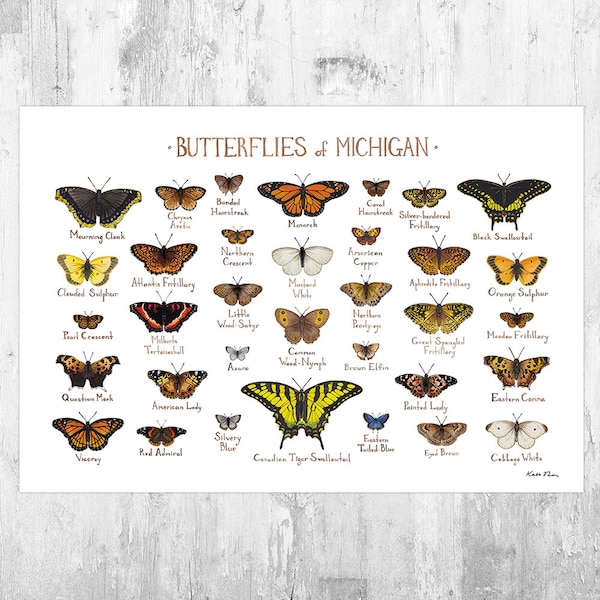 Impression d'art du guide de terrain des papillons du Michigan / Poster de papillons / Peinture à l'aquarelle / Art mural / Impression de la nature