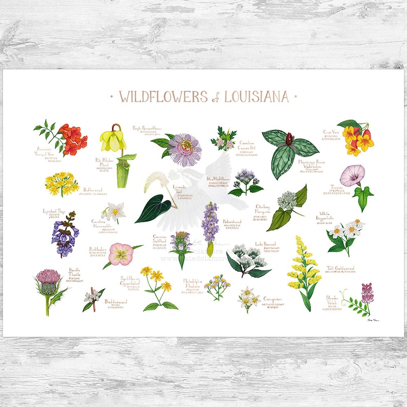Louisiana Wildflowers Field Guide Art Print / Common Flowers of Louisiana / Louisiana Native Plants Poster 36x24 inches