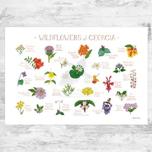 Georgia Wildflowers Field Guide Art Print / Common Flowers of Georgia / Georgia Native Plants Poster