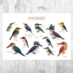 Kingfishers Field Guide Art Print / Ornithology Wall Art / Nature Prints / Bird Poster / Classification Chart