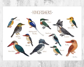 Kingfishers Field Guide Art Print / Ornithology Wall Art / Nature Prints / Bird Poster / Classification Chart