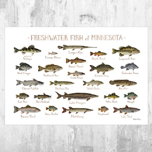 Impression d'art du guide de terrain sur les poissons d'eau douce du Minnesota/affiche d'étude de la nature des poissons