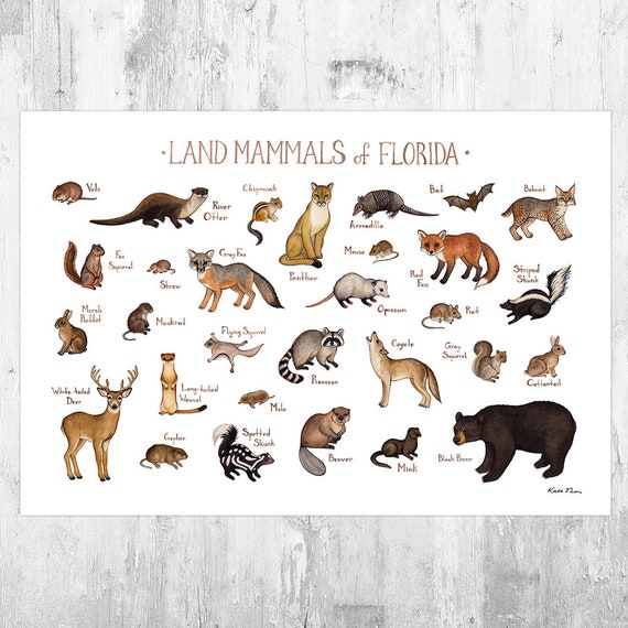 Florida Land Mammals Field Guide Art Print / Animals of - Etsy Ireland Florida Land Mammals Field Guide Art Print / Animals of - Etsy Ireland