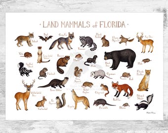 Florida Land Mammals Field Guide Art Print  / Animals of Florida / Watercolor Painting / Wall Art / Nature Print / Wildlife Poster