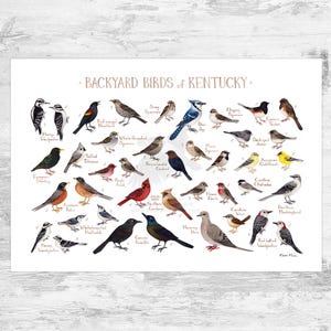 Kentucky Backyard Birds Field Guide Art Print / Impresión de pintura de acuarela / Arte de pared de observación de aves / Impresión de la naturaleza / Cartel de aves