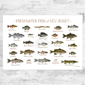 New Jersey Freshwater Fish Field Guide Art Print / Fish Nature Study Poster