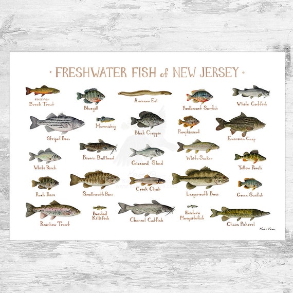 New Jersey Freshwater Fish Field Guide Art Print / Fish Nature Study Poster  