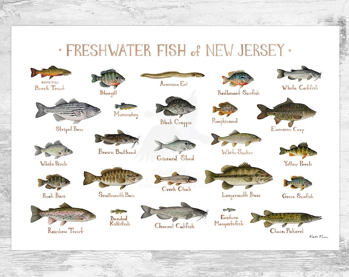New Jersey Freshwater Fish Field Guide Art Print / Fish Nature - Etsy