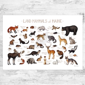 Impression d'art guide de terrain sur les mammifères de la terre du Maine / Animaux du Maine / Peinture à l'aquarelle / Art mural / Impression de la nature / Poster animalier