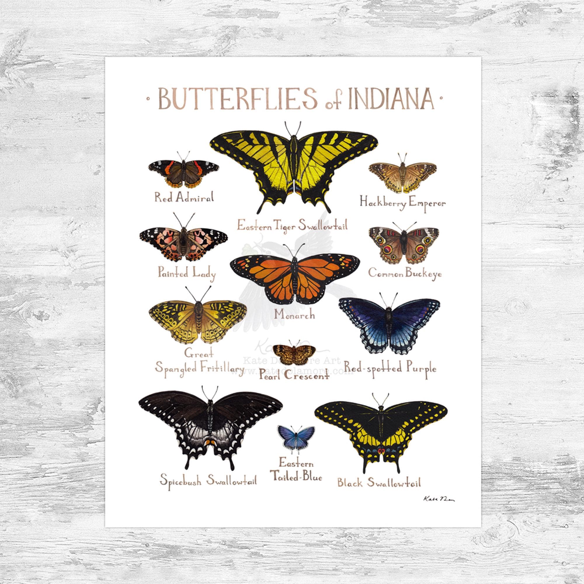 Indiana Butterflies Field Guide Art Print Mini 8x10