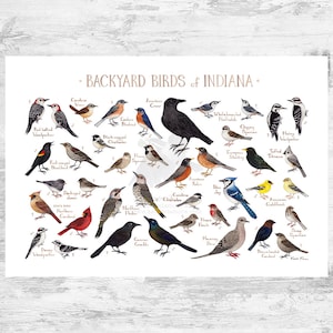 Indiana Backyard Birds Field Guide Art Print / Watercolor Painting Print / Birdwatching Wall Art / Nature Print / Bird Poster