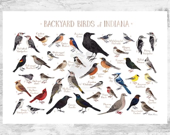 Indiana Backyard Birds Field Guide Art Print / Watercolor Painting Print / Birdwatching Wall Art / Nature Print / Bird Poster