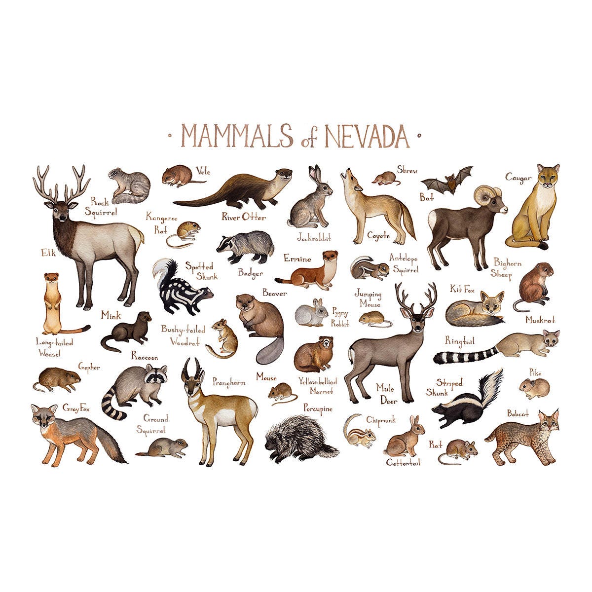 Nevada Mammals Field Guide Art Print / Animals of Nevada / Etsy