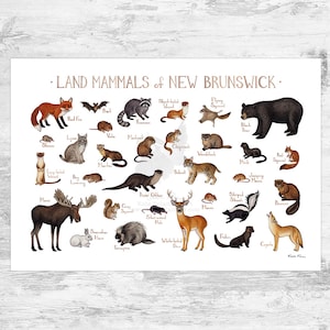 Impression d'art du guide des mammifères du Nouveau-Brunswick / Animaux du Canada / Affiche de la faune canadienne / Peinture à l'aquarelle / Impression d'art nature