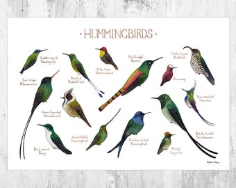 Hummingbirds Field Guide Art Print / Ornithology Wall Art / Nature Prints / Bird Poster / Classification Chart