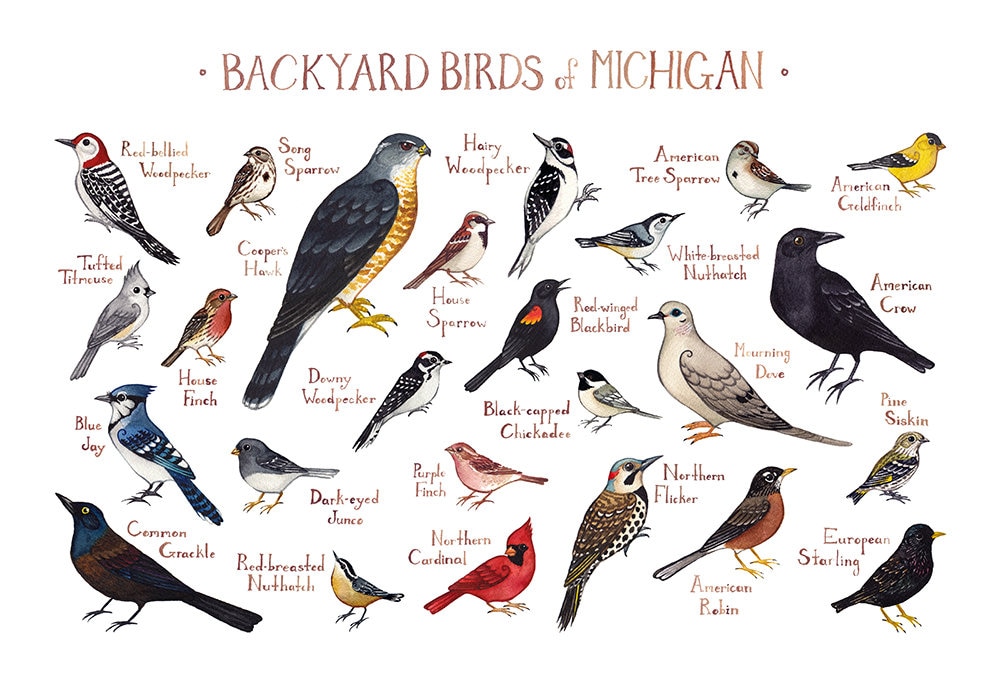 Michigan Backyard Birds Field Guide Art Print / Watercolor ...