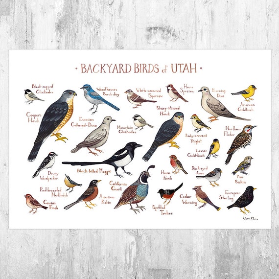 Utah Backyard Birds Field Guide Art Print Watercolor Etsy