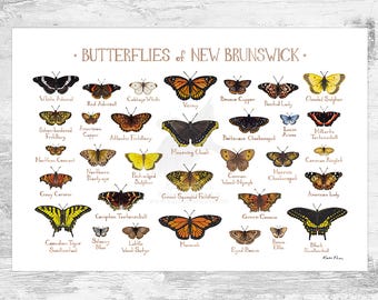 New Brunswick Butterflies Field Guide Art Print / Butterfly Poster / Canada Nature Study Wall Art / Canadian Wildlife Print