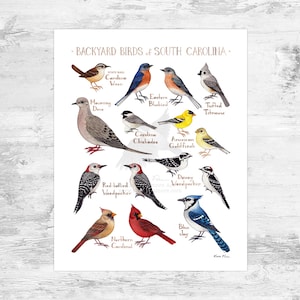 South Carolina Backyard Birds Field Guide Art Print Mini 8x10
