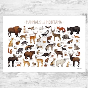 Impression d'art guide des mammifères du Montana / Animaux du Montana / Peinture à l'aquarelle / Art mural / Impression de la nature / Poster animalier