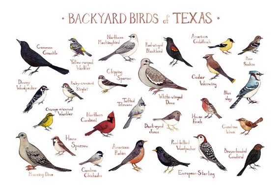 Texas Hinterhofvögel Field Guide Kunstdruck/Poster / Aquarell