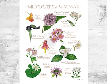 Guía de campo de flores silvestres de Wisconsin, lámina artística pequeña de 8x10