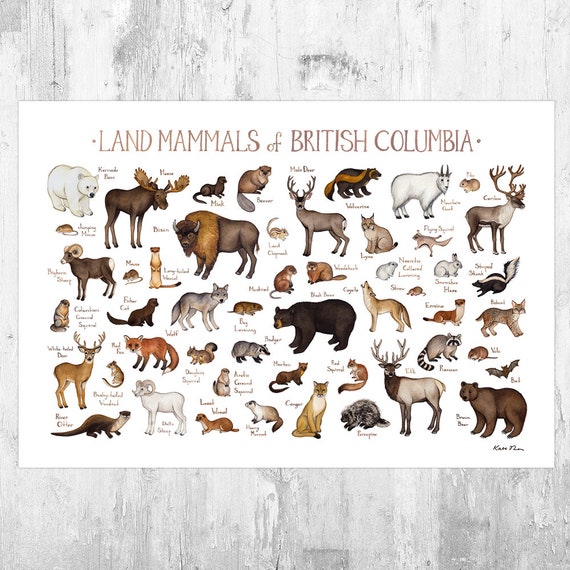 British Columbia Mammals Field Guide Art Print / Animals of Etsy Canada