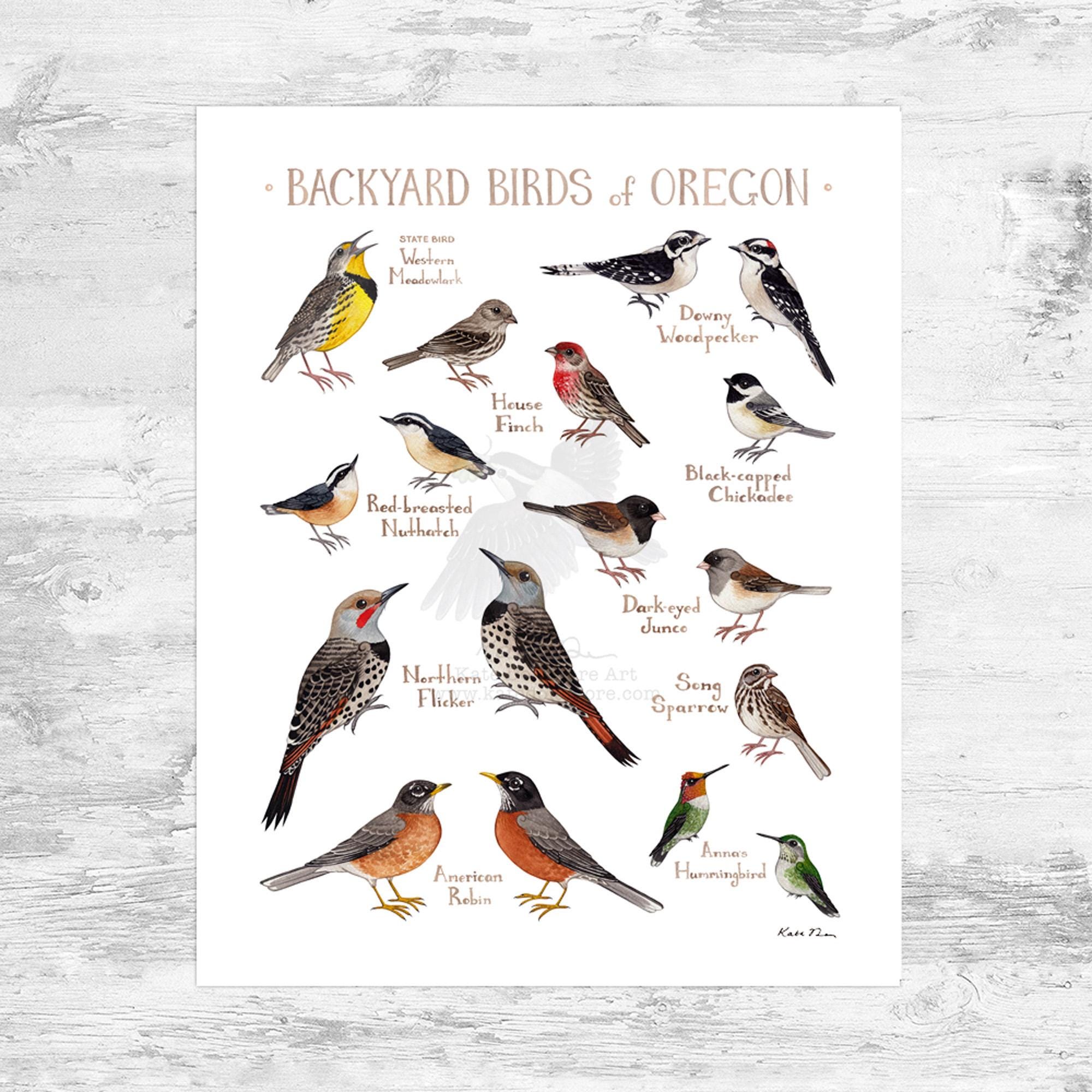 Oregon Backyard Birds Field Guide Art Print Mini 8x10 - Etsy