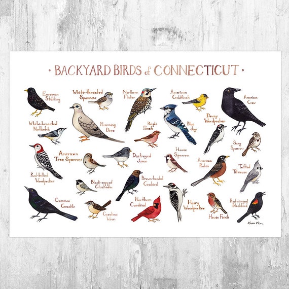 Connecticut Backyard Birds Field Guide Art Print / Watercolor | Etsy