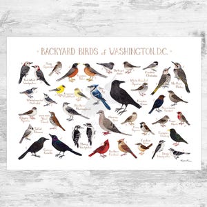 Washington, D.C. Backyard Birds Field Guide Art Print / Cartel de aves del Distrito de Columbia / Arte de pared de observación de aves / Impresión de la naturaleza