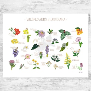 May include: A colorful illustration of wildflowers native to Louisiana. The illustration features 25 different flowers, each with its common name and scientific name listed below. The flowers are arranged in a grid pattern, with a white background.