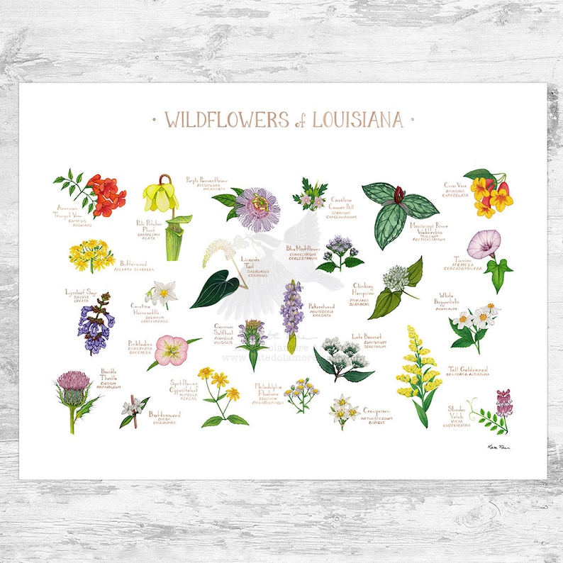 May include: A colorful illustration of wildflowers native to Louisiana. The illustration features 25 different flowers, each with its common name and scientific name listed below. The flowers are arranged in a grid pattern, with a white background.