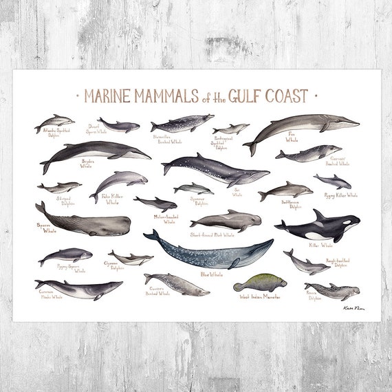 Gulf Coast Marine Mammals Field Guide Art Print / Ocean - Etsy Gulf Coast Marine Mammals Field Guide Art Print / Ocean - Etsy