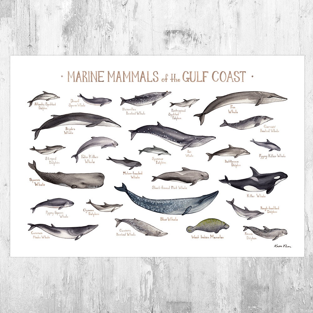 Gulf Coast Marine Mammals Field Guide Art Print / Ocean - Etsy Gulf Coast Marine Mammals Field Guide Art Print / Ocean - Etsy