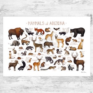 Arizona Mammals Field Guide Art Print  / Animals of Arizona / Watercolor Painting / Wall Art / Nature Print / Wildlife Poster
