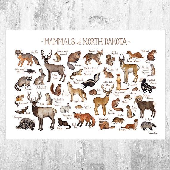 North Dakota Mammals Field Guide Art Print / Animals of North Etsy