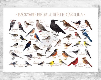 Impression d'art du guide de terrain des oiseaux de l'arrière-cour de Caroline du Nord / aquarelle / art mural / impression de la nature / affiche d'oiseau