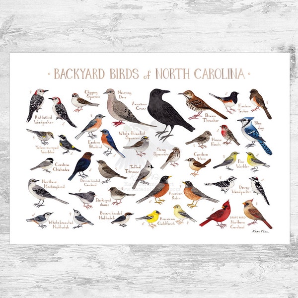 North Carolina Backyard Birds Field Guide Art Print / Watercolor Painting / Wall Art / Nature Print / Bird Poster